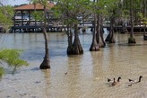 Clearwater and Ducks with Cypress Trees